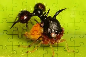 Finta formica jigsaw puzzle