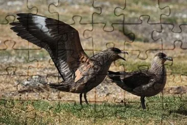 Stercorario bruno jigsaw puzzle
