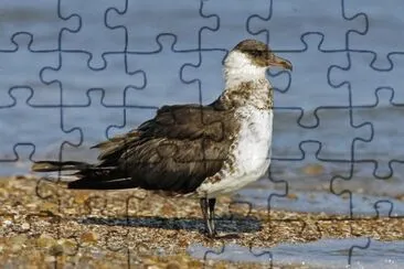 Stercorario mezzano jigsaw puzzle