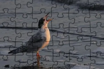 Sterna comune jigsaw puzzle