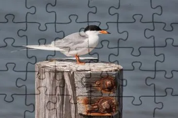 Sterna di foster jigsaw puzzle