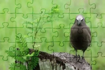 Sterna stolida bruna jigsaw puzzle