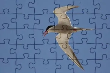 Sterna guanciebianche jigsaw puzzle