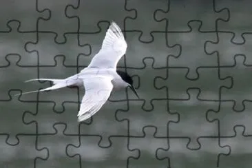 Sterna di dougall jigsaw puzzle