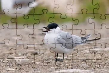 Sterna zampenere jigsaw puzzle