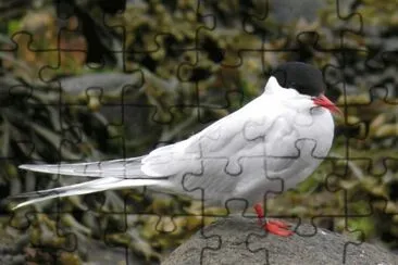 Sterna codalunga jigsaw puzzle