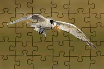 Sterna elegante jigsaw puzzle