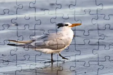 Sterna reale jigsaw puzzle