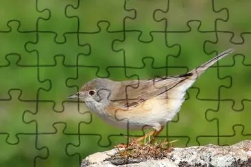Sterpazzola jigsaw puzzle
