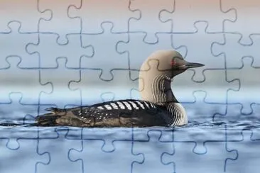 Strologa del pacifico jigsaw puzzle