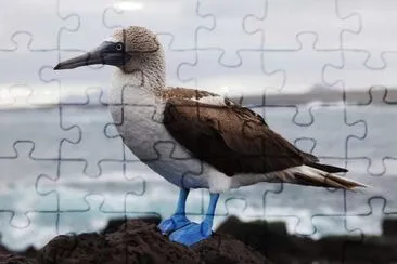 Sulla piediazzurri