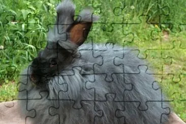 Coniglio d 'angora