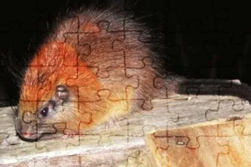 Ratto arboricolo