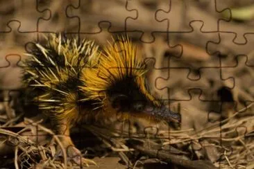 Tenrec striato jigsaw puzzle
