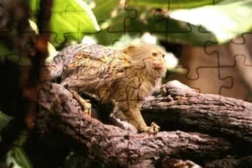 Uistiti pigmeo jigsaw puzzle