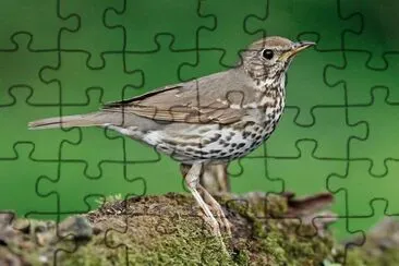 Tordo bottaccio jigsaw puzzle