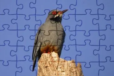 Tordo zampe rosse jigsaw puzzle
