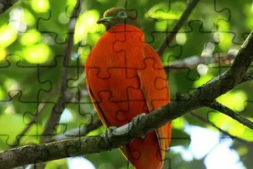 Tortora arancione jigsaw puzzle