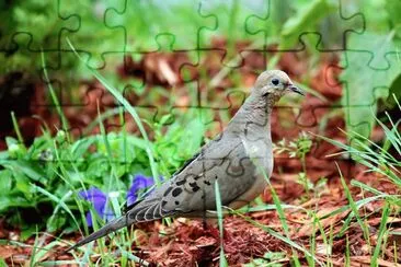 Tortora lamentosa americana jigsaw puzzle