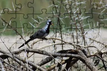 Tortora maschera di ferro jigsaw puzzle