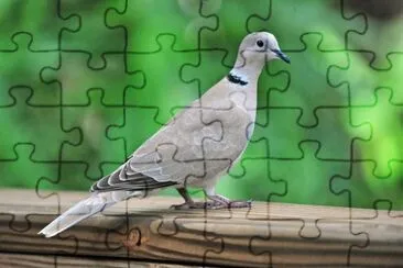Tortora dal collare orientale jigsaw puzzle