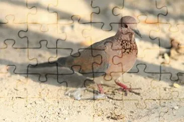 Tortora delle palme jigsaw puzzle