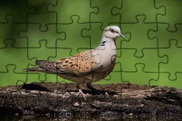 Tortora selvatica jigsaw puzzle