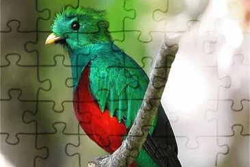 Trogone splendido jigsaw puzzle