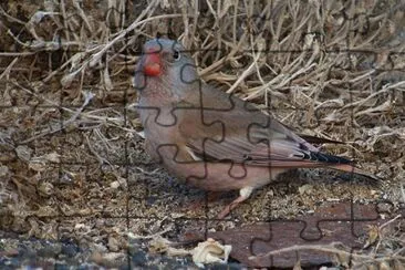 Trobettiere comune jigsaw puzzle