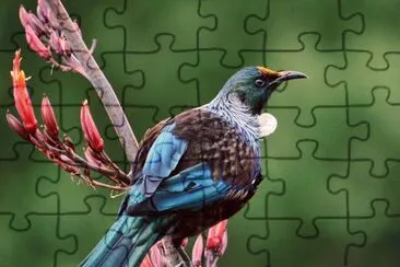 Tui Nuova Zelanda jigsaw puzzle