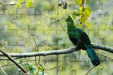 Turaco becco nero jigsaw puzzle