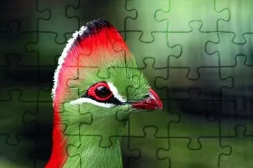 Turaco cresta rossa jigsaw puzzle
