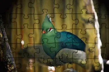 Turaco verde