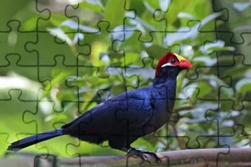 Turaco walpapers