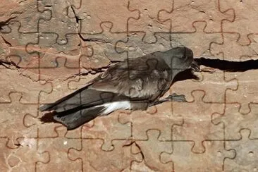 Uccello delle tempeste di castro