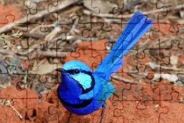Uccello del fairy wren