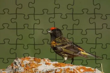 Verzellino fronte rossa