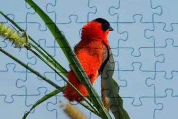 Vescovo rosso settentrionale jigsaw puzzle
