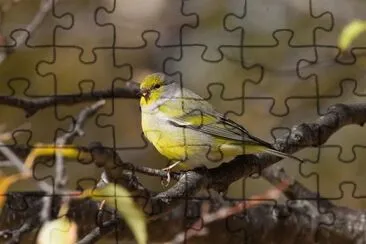 Venturone alpino jigsaw puzzle