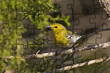 Vireo frontegialla jigsaw puzzle