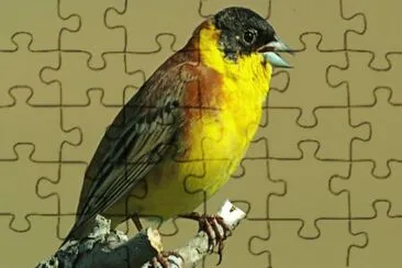 Zigolo capinero