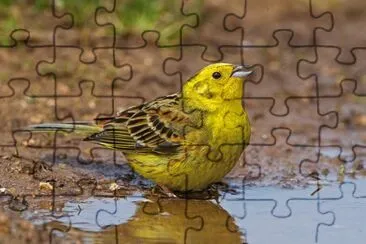Zigolo giallo jigsaw puzzle
