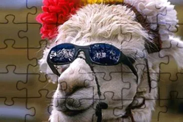 llama chic jigsaw puzzle