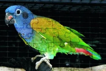 Conuro testablu jigsaw puzzle