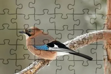 Corvide jigsaw puzzle