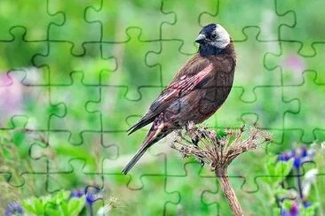 Fringuello roseo capogrigio jigsaw puzzle