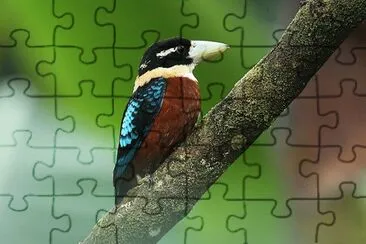 Kukaburra panciarossiccia jigsaw puzzle