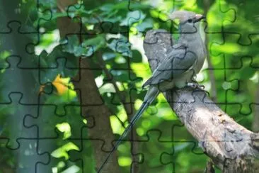 Topo nucablu jigsaw puzzle