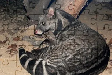 Gatto indigeno