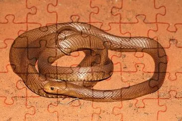Taipan